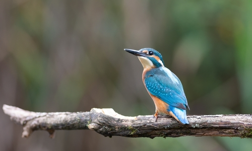 bird standing in a tree