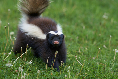 skunk walking on the grass
